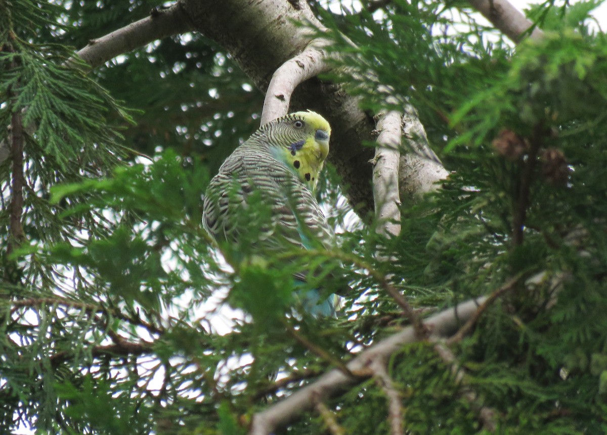 Budgerigar (Domestic type) - ML353994351