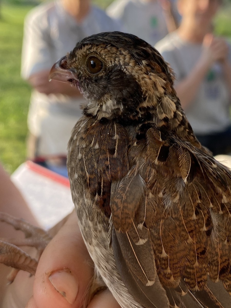 Northern Bobwhite - Mark  Armstrong