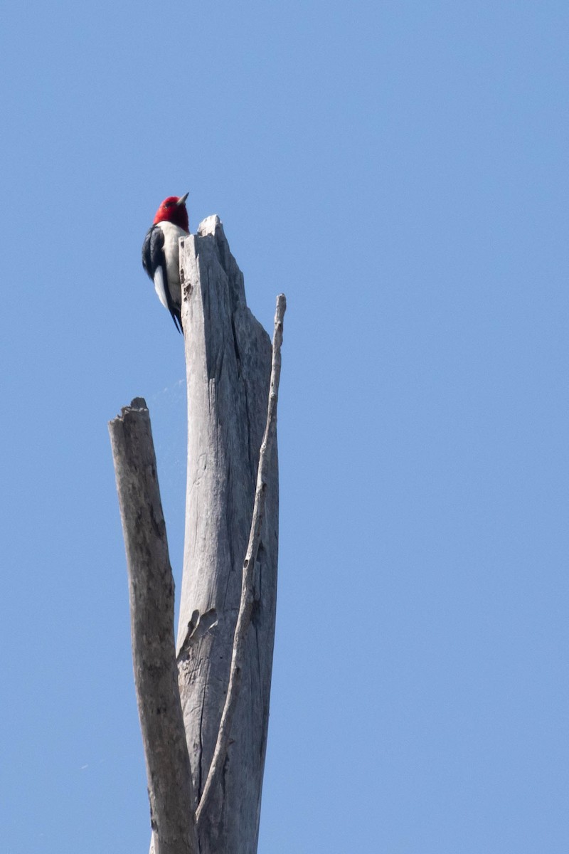 Red-headed Woodpecker - ML353997381