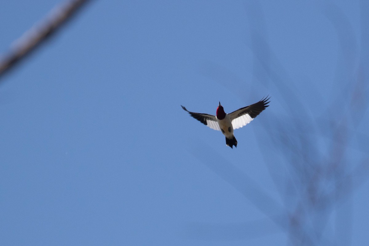Red-headed Woodpecker - ML353997391