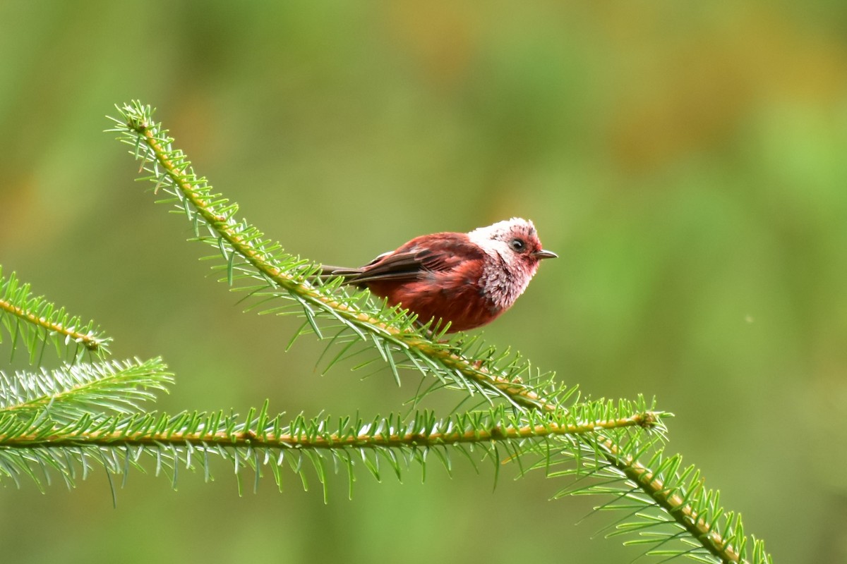 Pink-headed Warbler - ML353997421