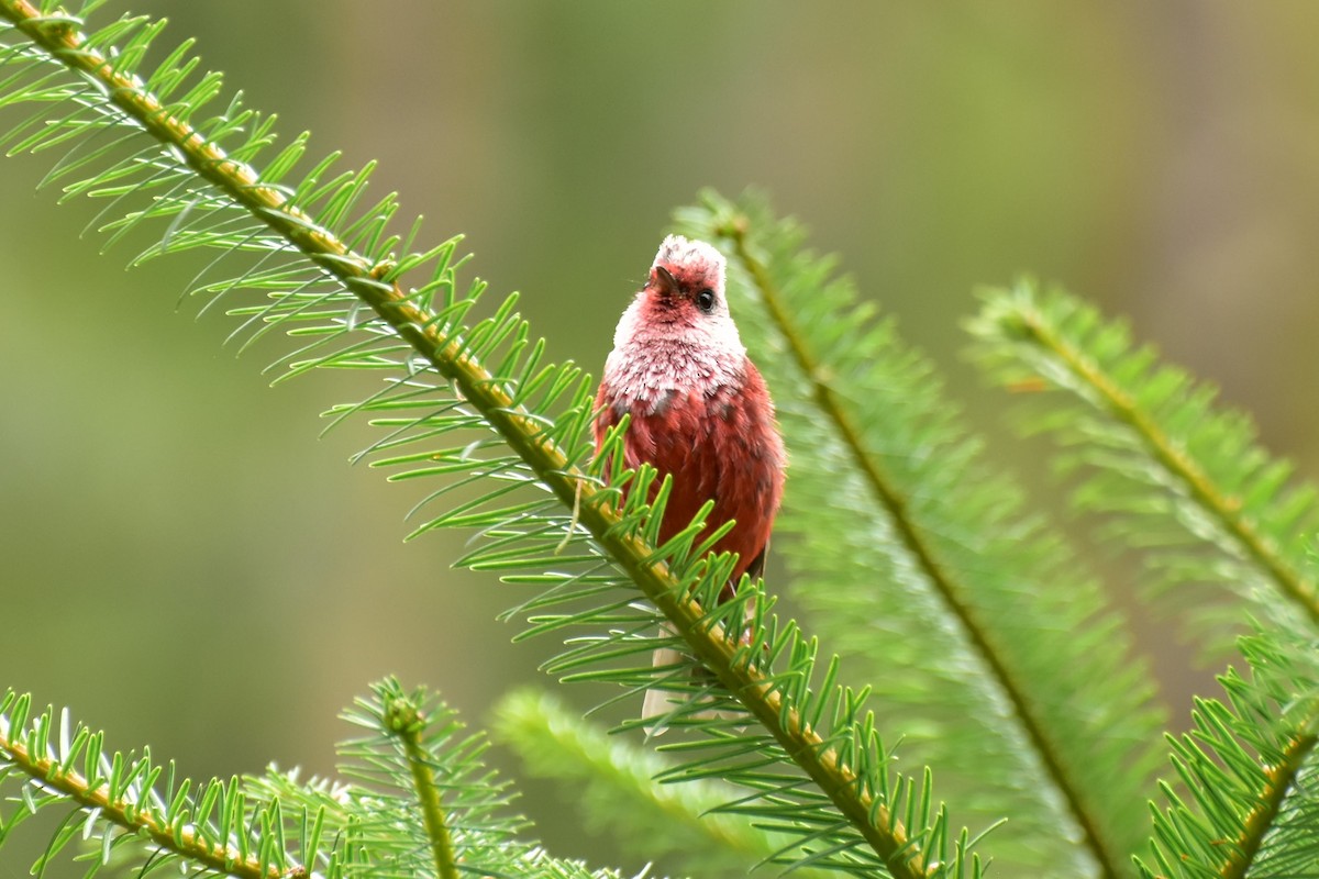 Pink-headed Warbler - Daniel Mérida