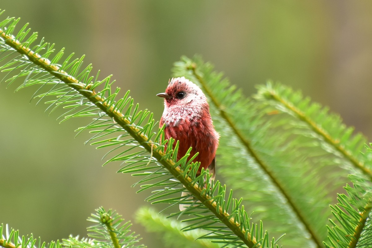 Pink-headed Warbler - ML353997511