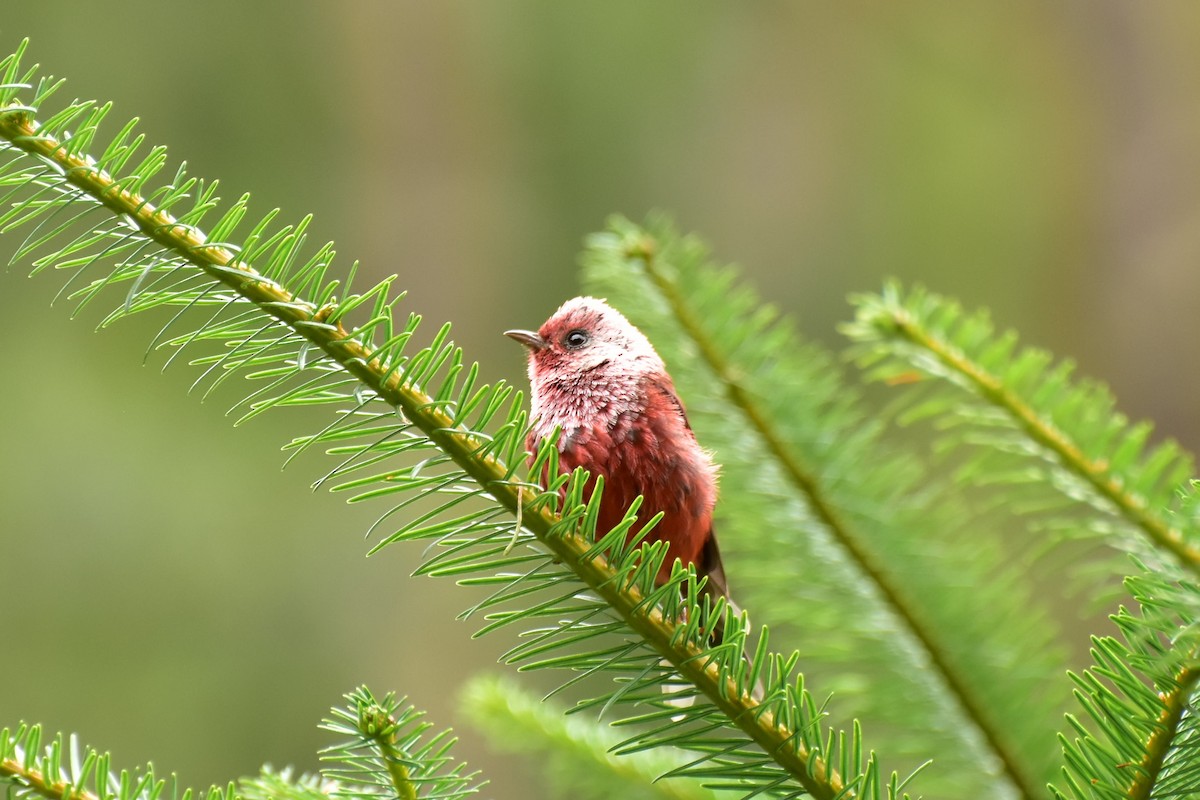 Pink-headed Warbler - ML353997521