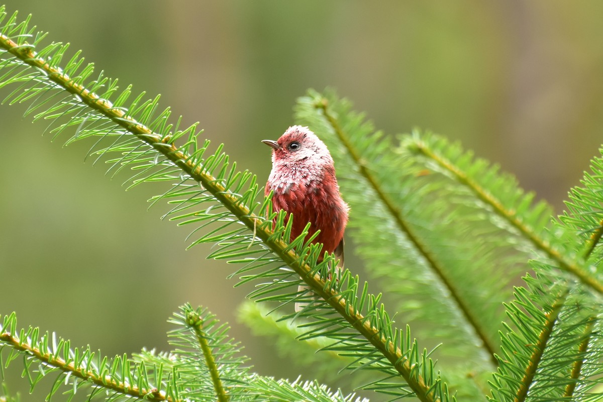 Pink-headed Warbler - Daniel Mérida