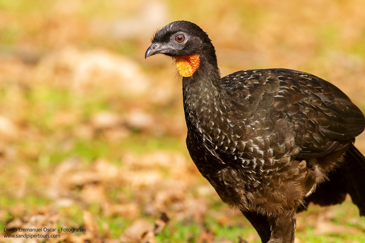 Dusky-legged Guan - ML353998411