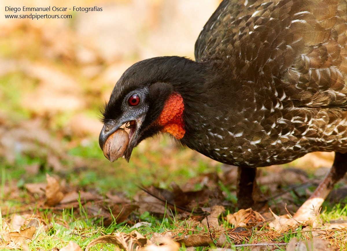 Dusky-legged Guan - ML353998421