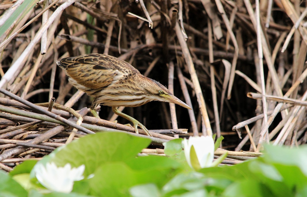 Little Bittern - ML353999171