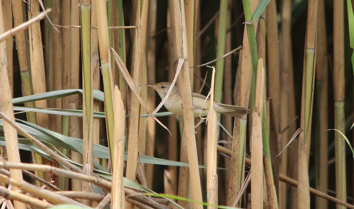 Common Reed Warbler - ML353999211