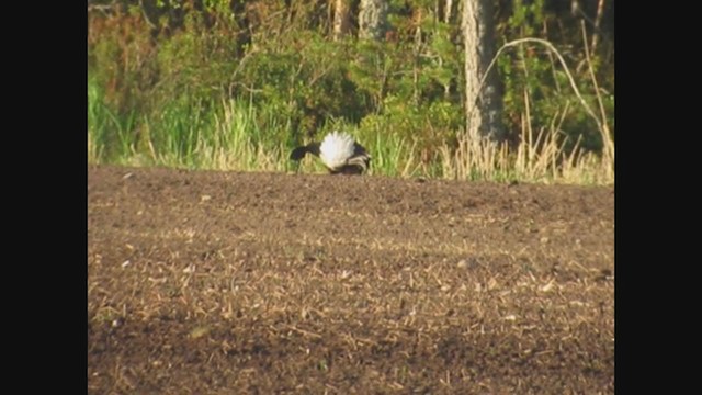 Black Grouse - ML353999581