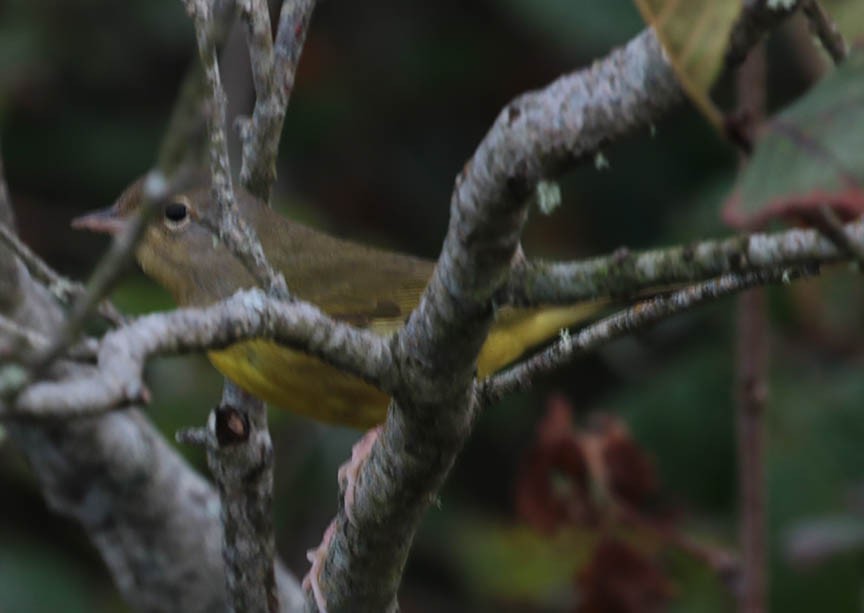 Mourning Warbler - ML35400361