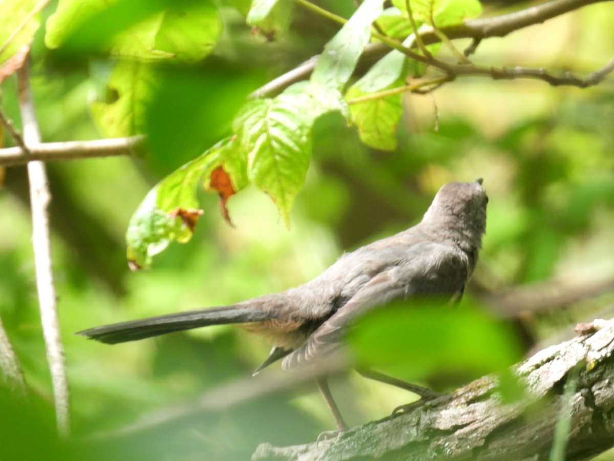 Gray Catbird - ML354004991