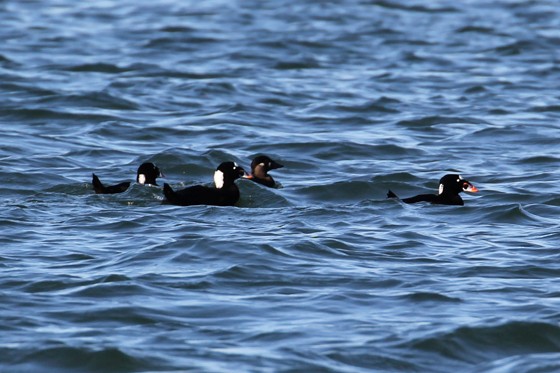 Surf Scoter - Trina Anderson