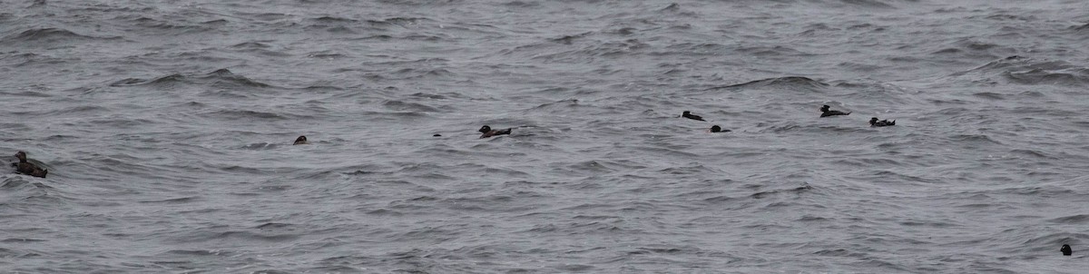 Surf Scoter - ML354005271