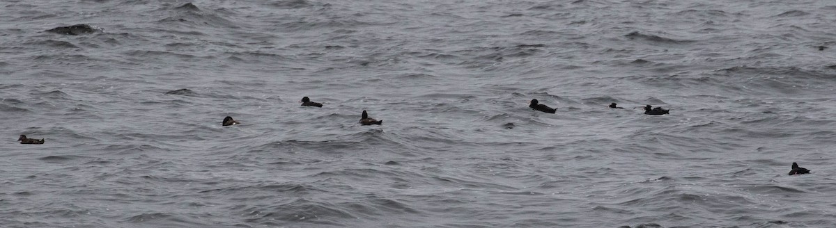 Surf Scoter - ML354005321