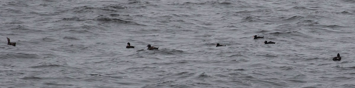 White-winged Scoter - ML354005371