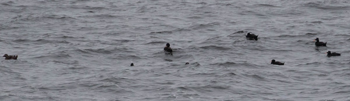 White-winged Scoter - ML354005391