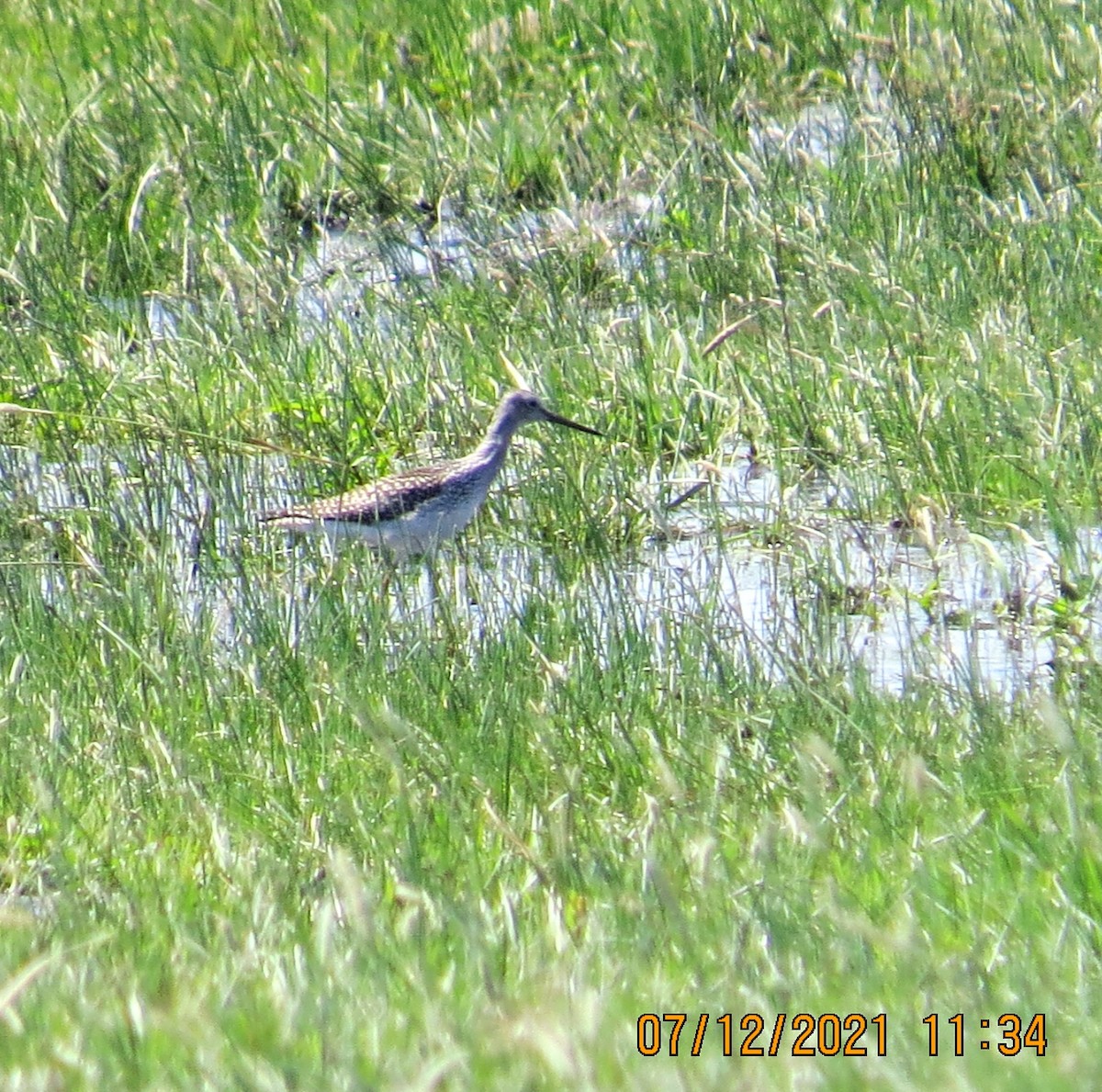 Greater Yellowlegs - ML354005581