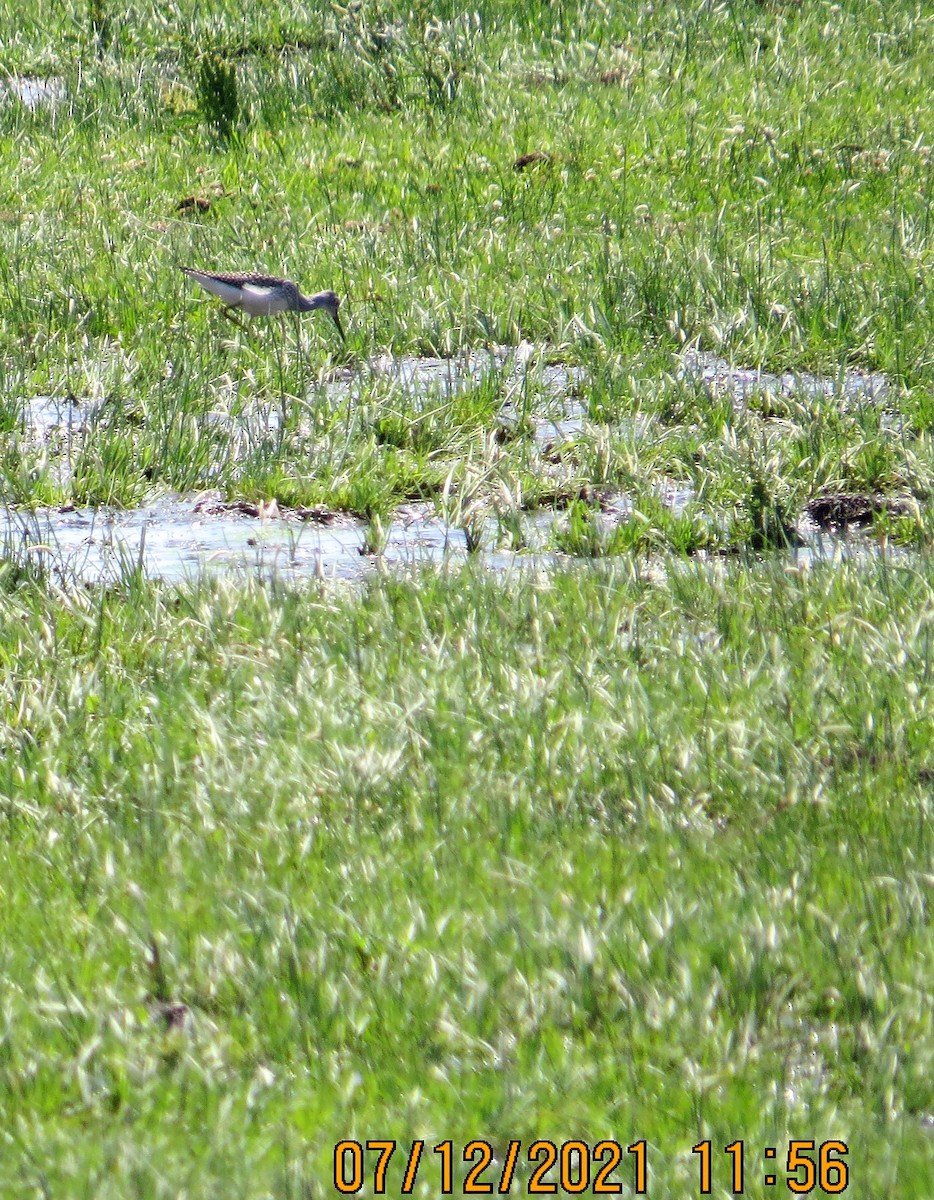 Greater Yellowlegs - ML354005841