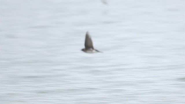 Gray-breasted Martin - ML354007701