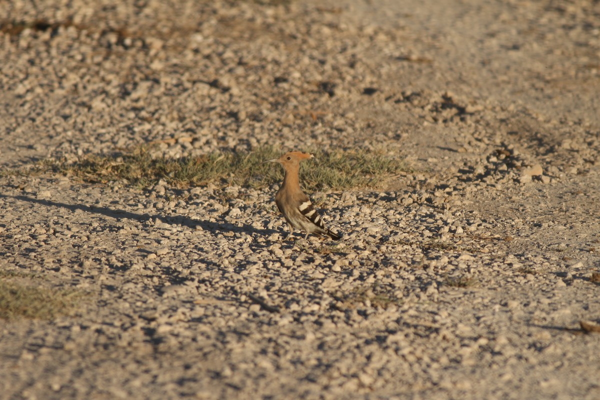 Eurasian Hoopoe - ML35401041