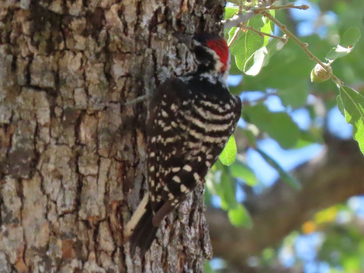 Nuttall's Woodpecker - ML354010571