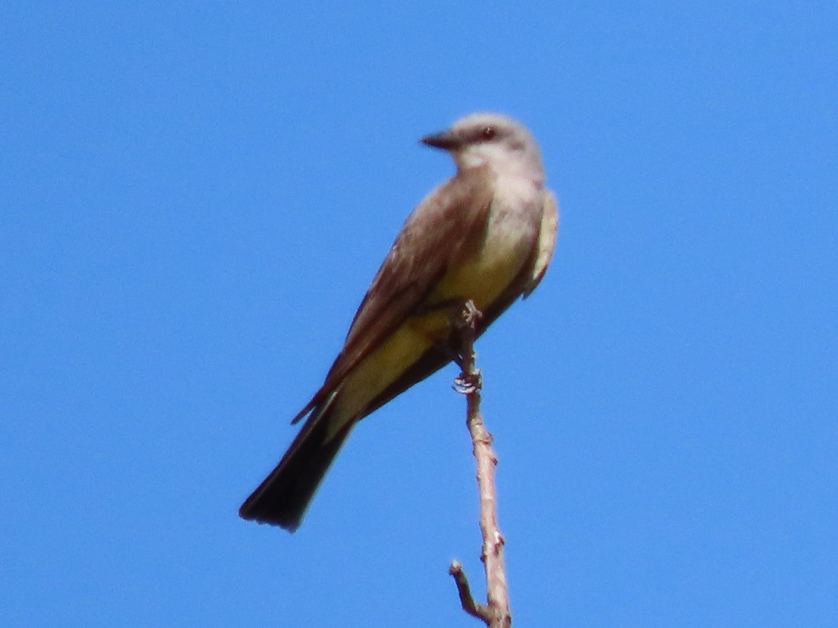 Western Kingbird - ML354011451