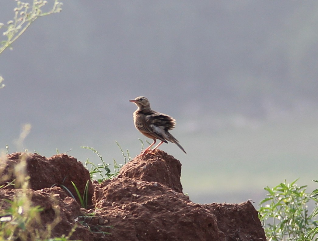 Paddyfield Pipit - ML35401151