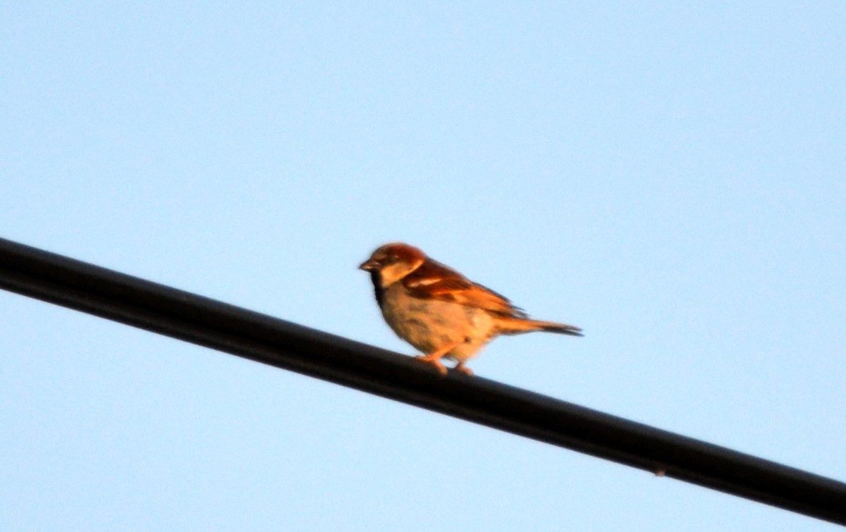 House Sparrow - Jorge Leitão