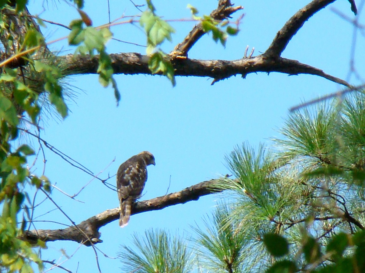 Red-shouldered Hawk - ML35401261