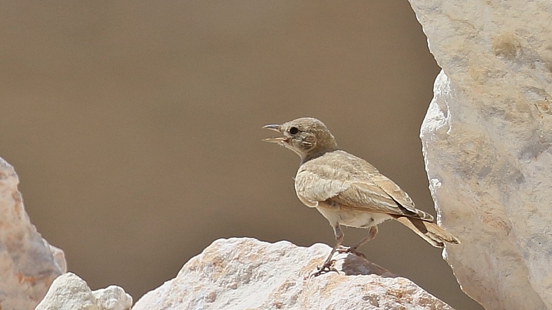 Desert Lark - ML354013101