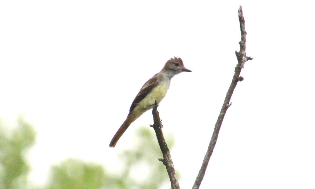 Great Crested Flycatcher - ML354013271