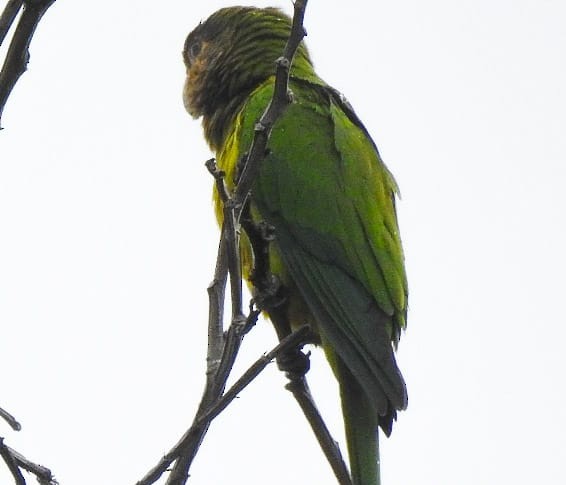 Brown-throated Parakeet - Sergio Reyes