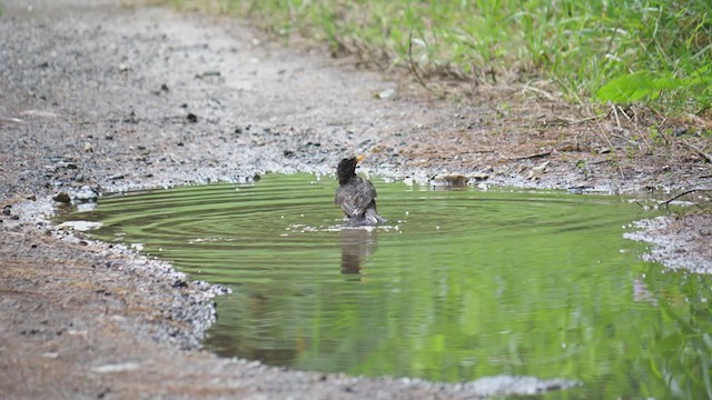 American Robin - ML354019271
