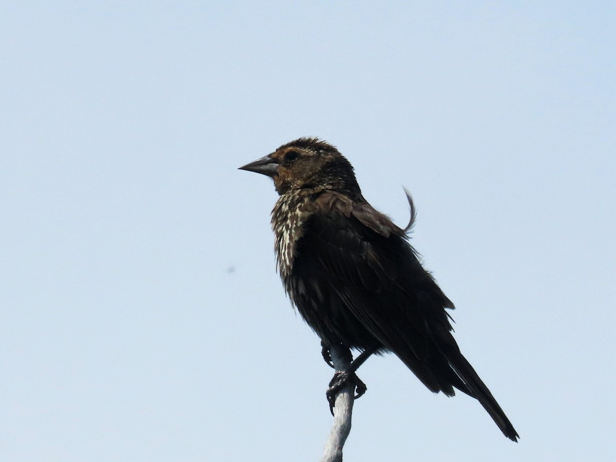 Red-winged Blackbird - ML354019871