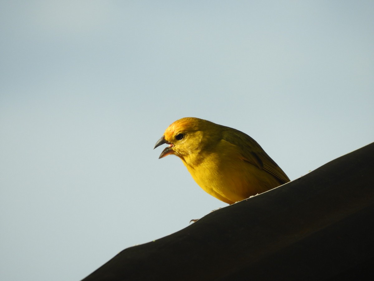 Saffron Finch - ML354019911