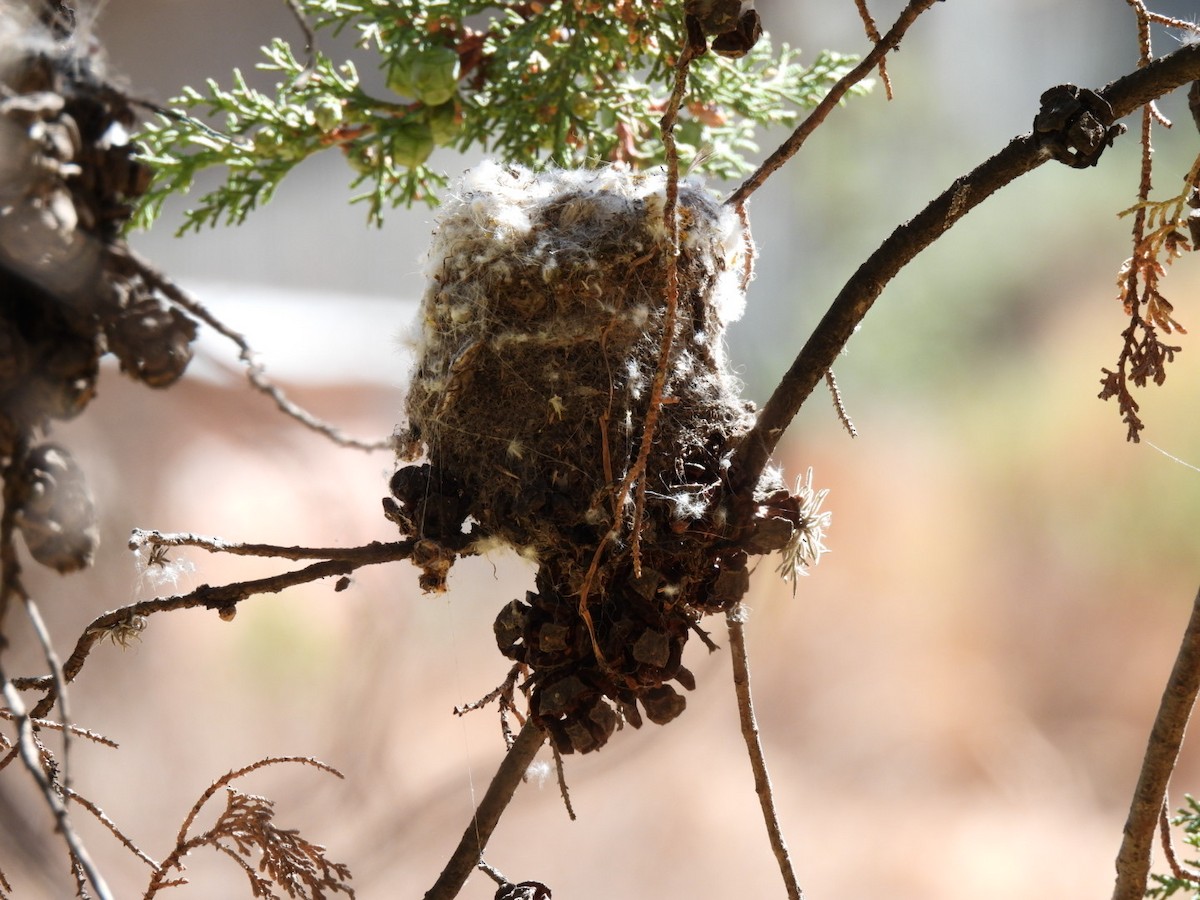 Giant Hummingbird - ML354020291