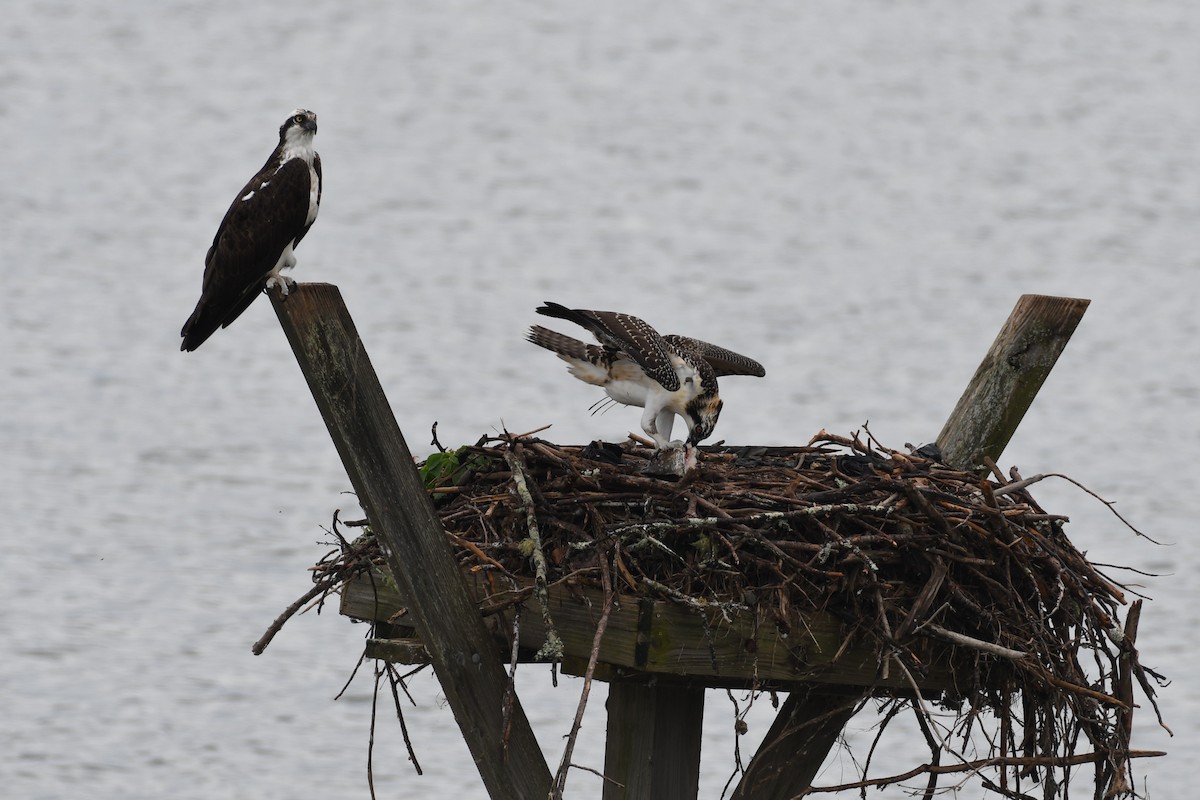 Osprey - James White