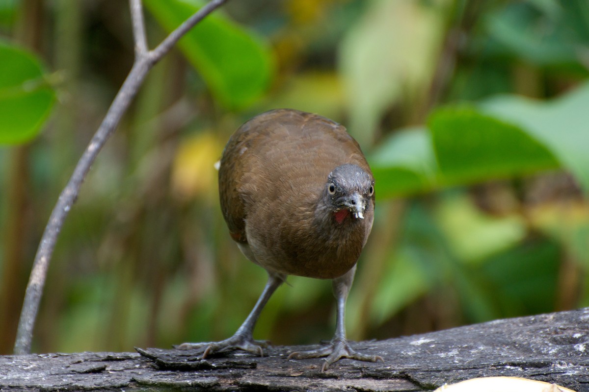 Chachalaca Cabecigrís - ML35402151