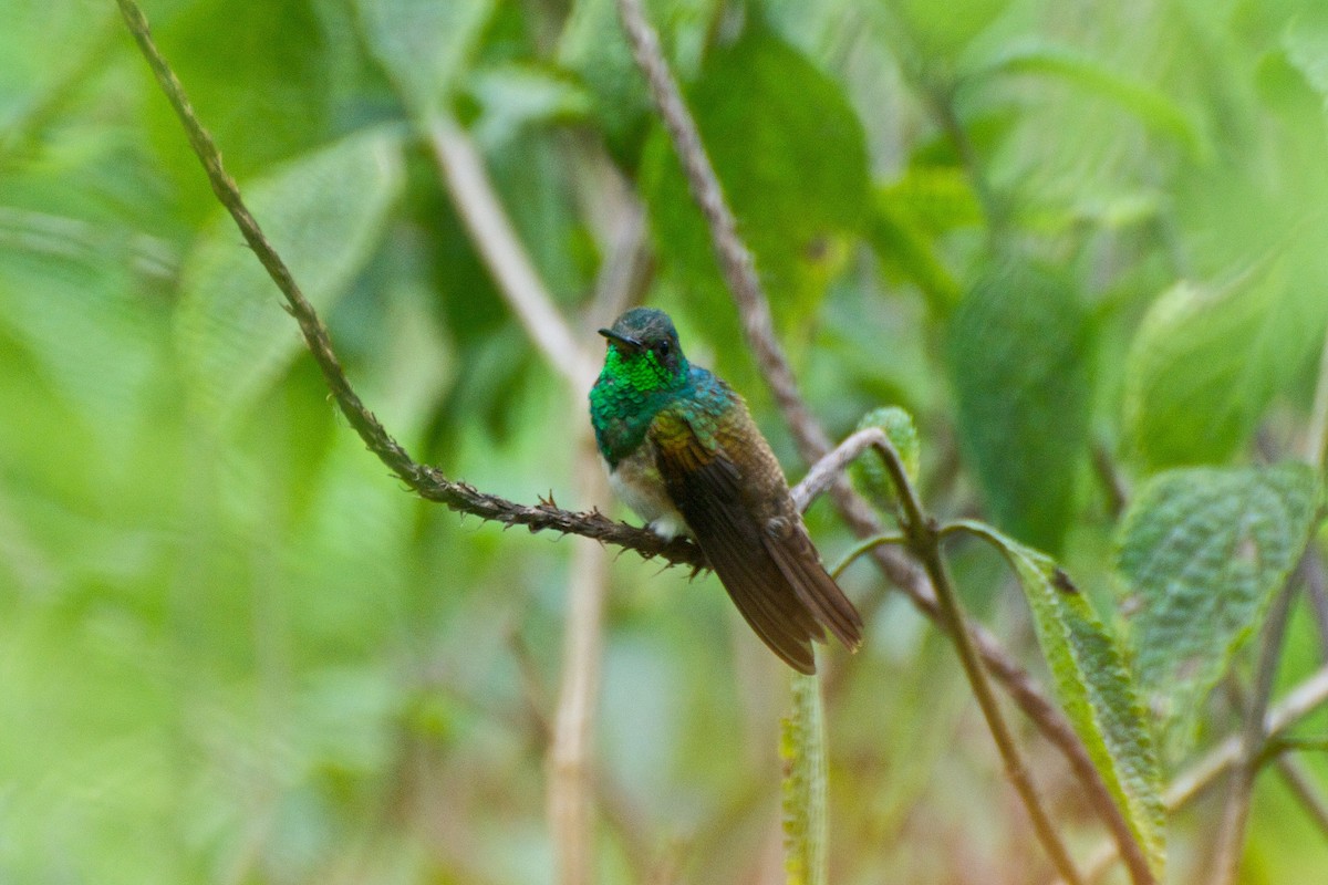 Snowy-bellied Hummingbird - ML35402201