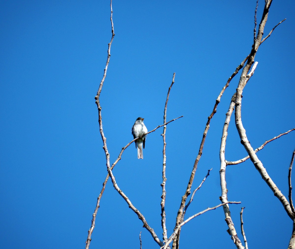 Eastern Wood-Pewee - ML354022461