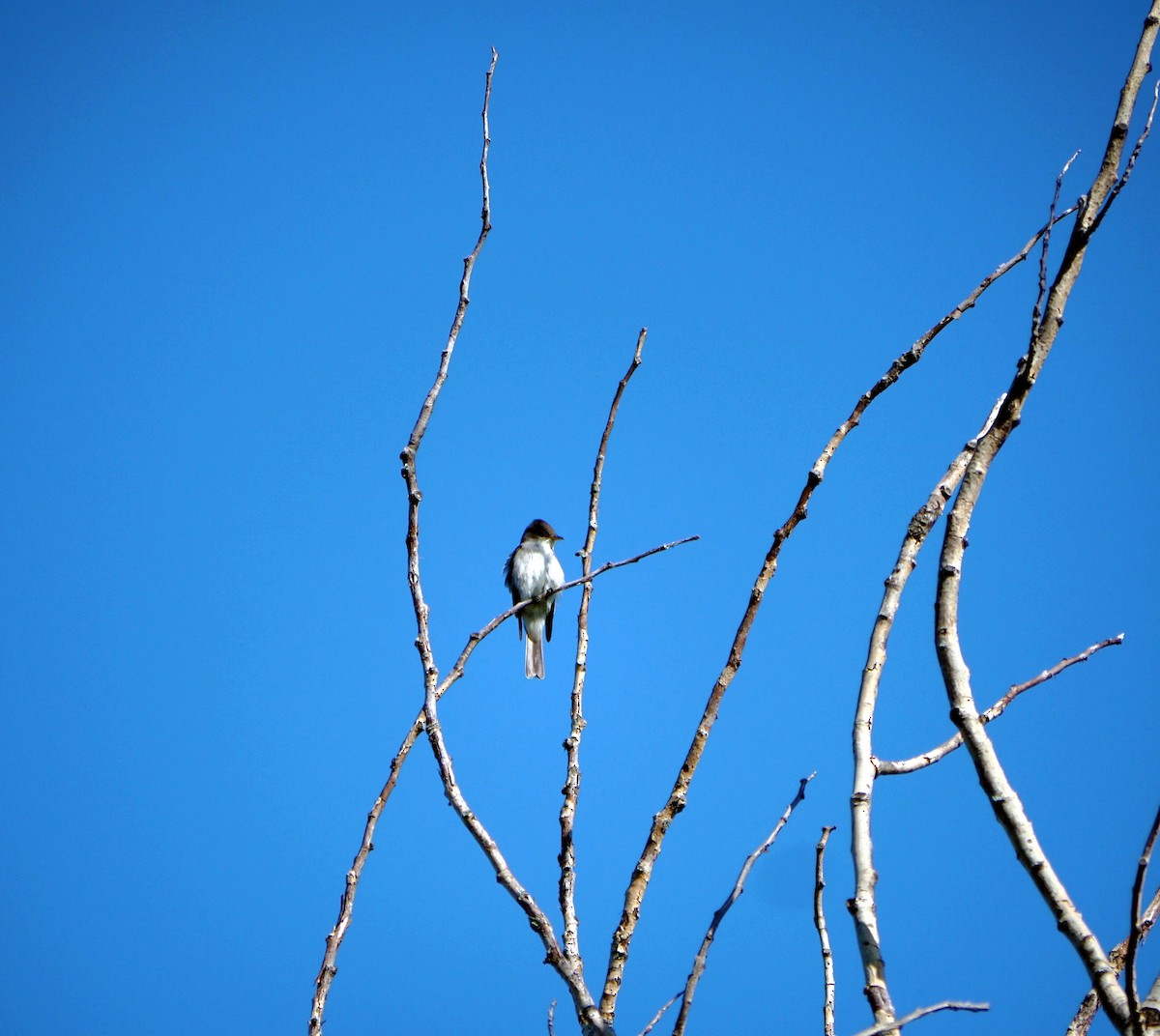 Eastern Wood-Pewee - André Dionne