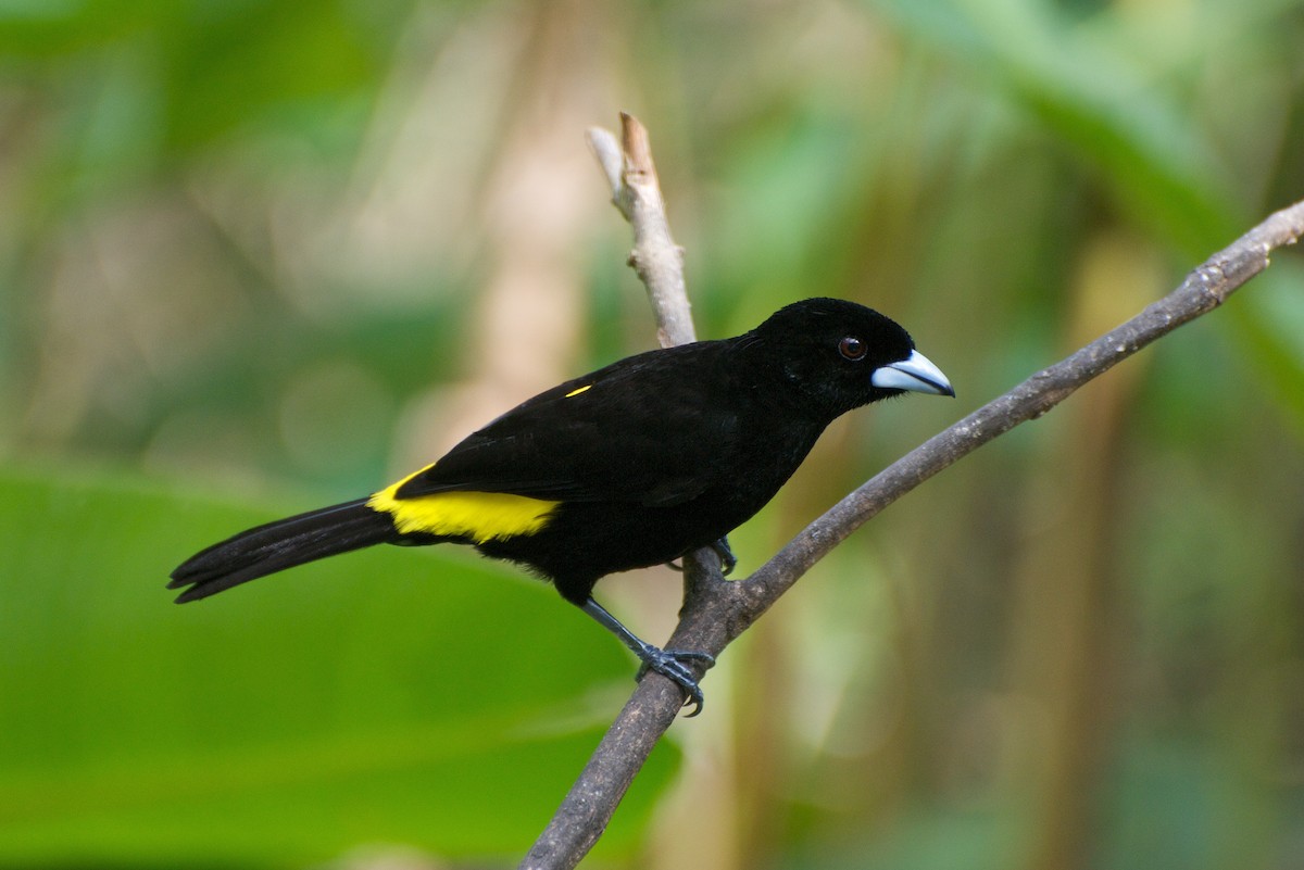 Flame-rumped Tanager (Lemon-rumped) - Christian Nunes