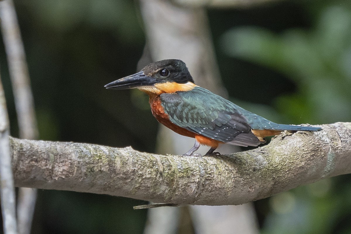 Green-and-rufous Kingfisher - ML354023621