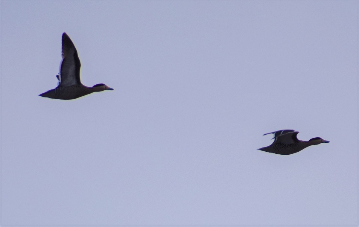 Silver Teal - Santiago Rodriguez