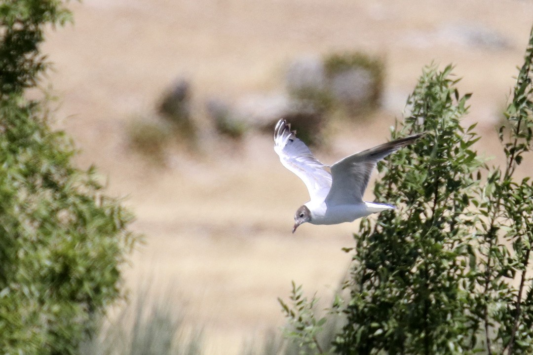 Black-headed Gull - ML354026091