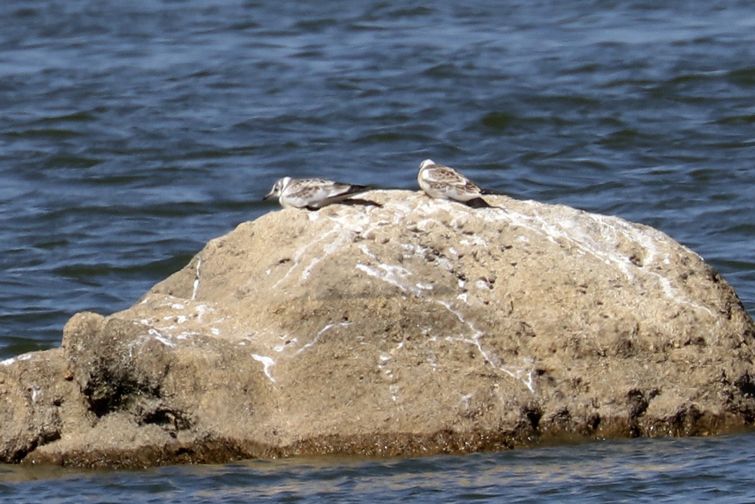 Black-headed Gull - Francisco Barroqueiro