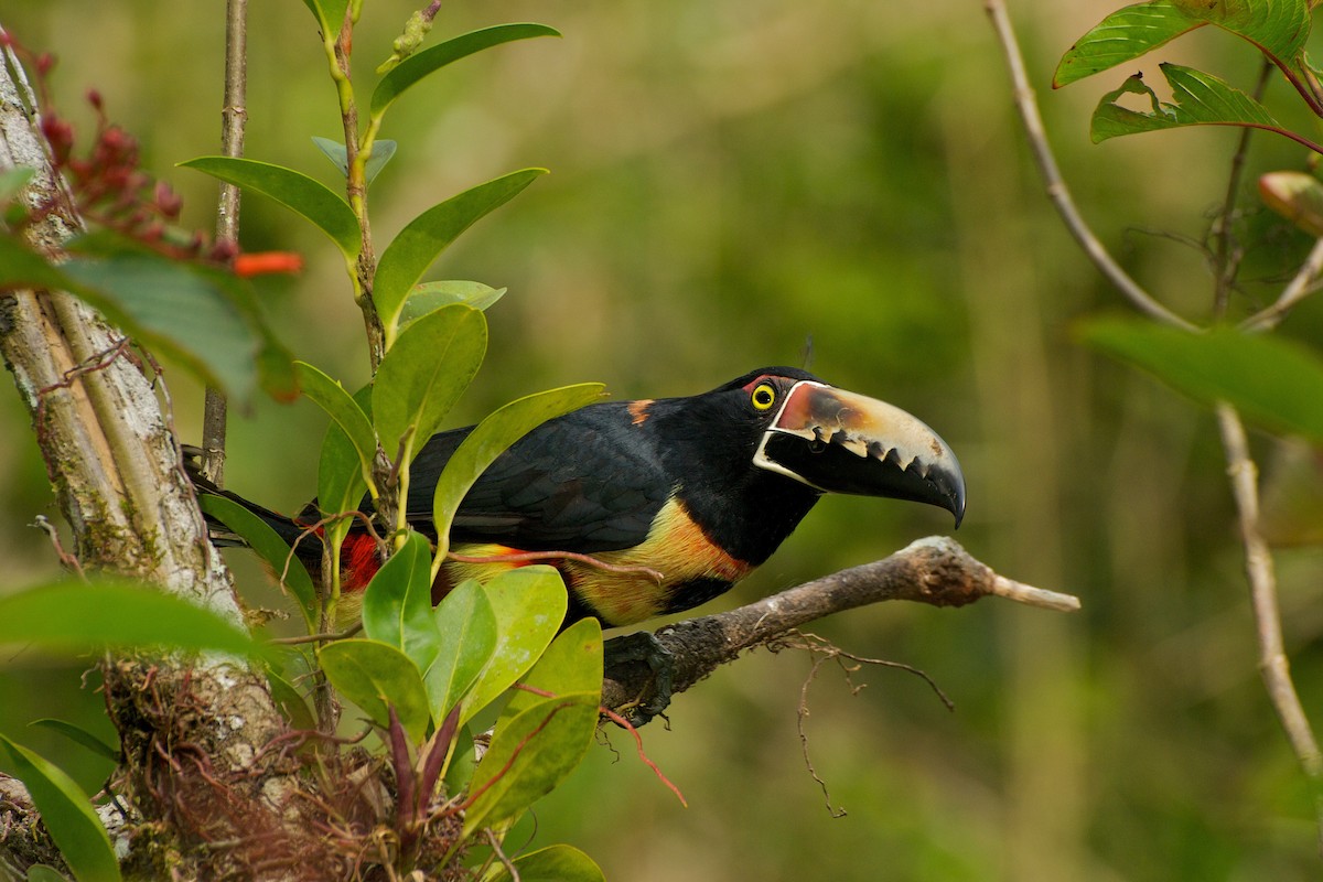 Collared Aracari (Collared) - ML35402631