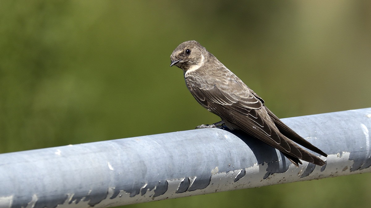 Eurasian Crag-Martin - Francisco Barroqueiro