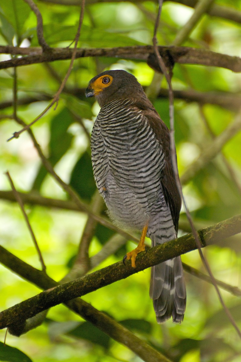 Barred Forest-Falcon - ML35402811